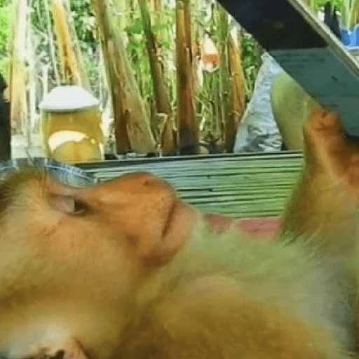 Figurinha de monkey para WhatsApp (8 de 12)
