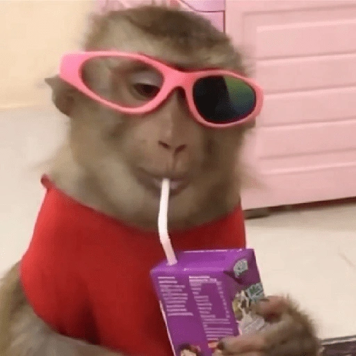 Figurinha de monkey para WhatsApp (9 de 12)