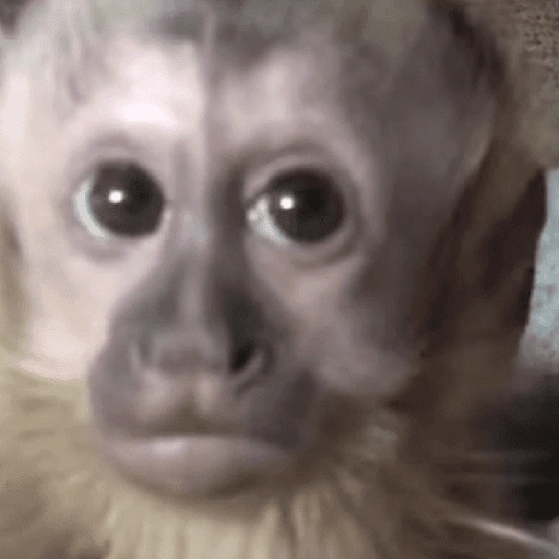 Figurinha de monkey para WhatsApp (10 de 12)
