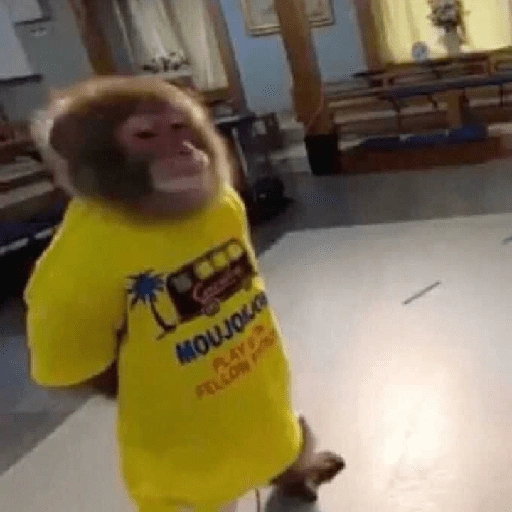 Figurinha de monkey para WhatsApp (11 de 12)