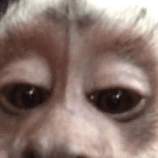 Figurinha de monkey para WhatsApp (12 de 12)