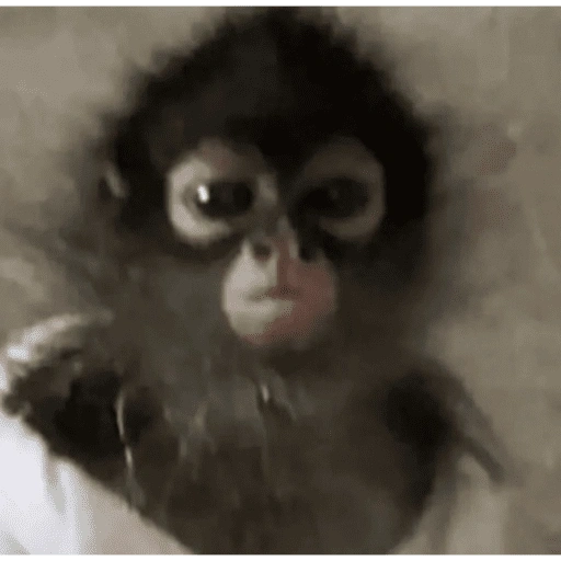 Figurinha de monos 2 para WhatsApp (4 de 10)