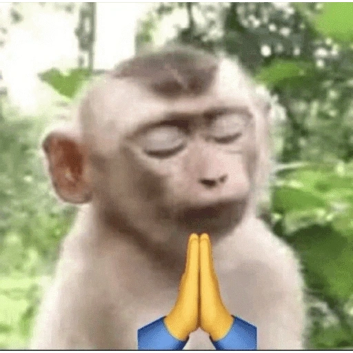 Figurinha de monos 2 para WhatsApp (5 de 10)