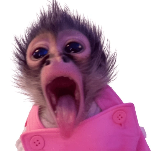 Figurinha de monos 2 para WhatsApp (8 de 10)