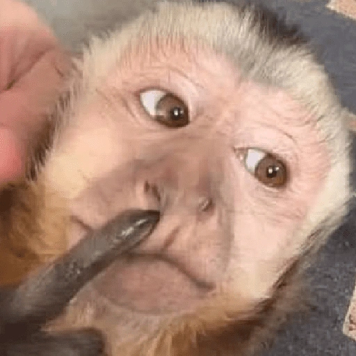Figurinha de 🍌 🐒 Monos Monitos🐒🍌 (3 de 19)