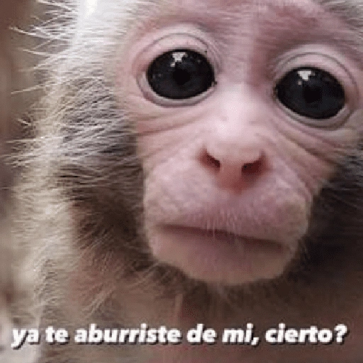Figurinha de 🍌 🐒 Monos Monitos🐒🍌 (7 de 19)