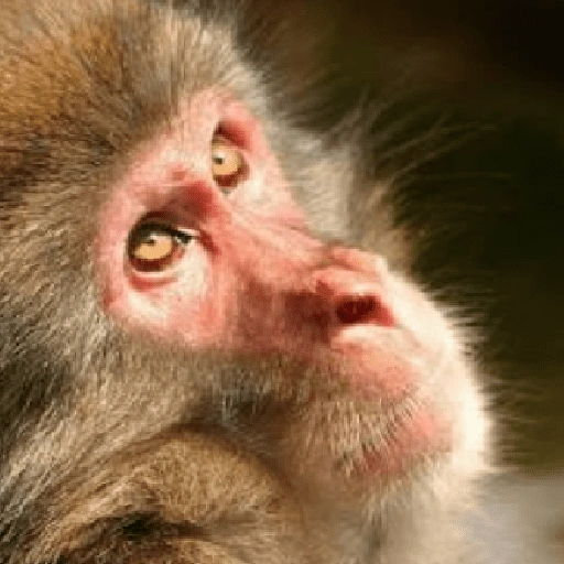 Figurinha de 🍌 🐒 Monos Monitos🐒🍌 (14 de 19)