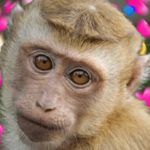 Figurinha de 🍌 🐒 Monos Monitos🐒🍌 (16 de 19)