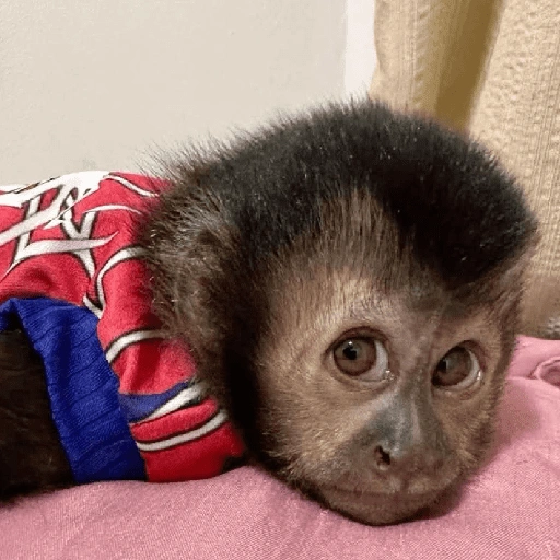 Figurinha de 🍌 🐒 Monos Monitos🐒🍌 (19 de 19)