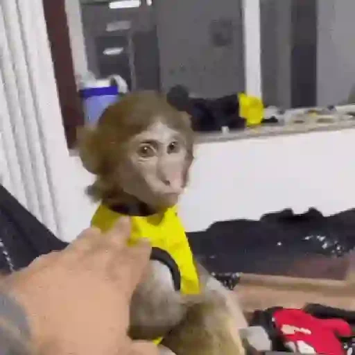 Figurinha de Monos y changuitos 🙈 para WhatsApp (2 de 24)