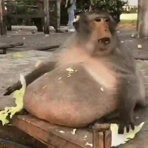 Figurinha de Monos y changuitos 🙈 para WhatsApp (4 de 24)