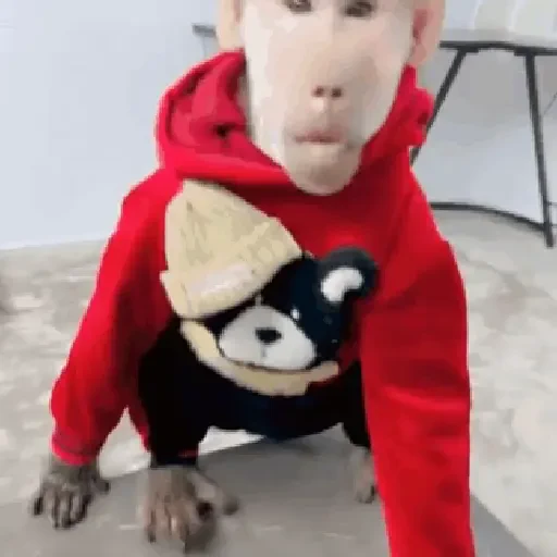 Figurinha de Monos y changuitos 🙈 para WhatsApp (5 de 24)