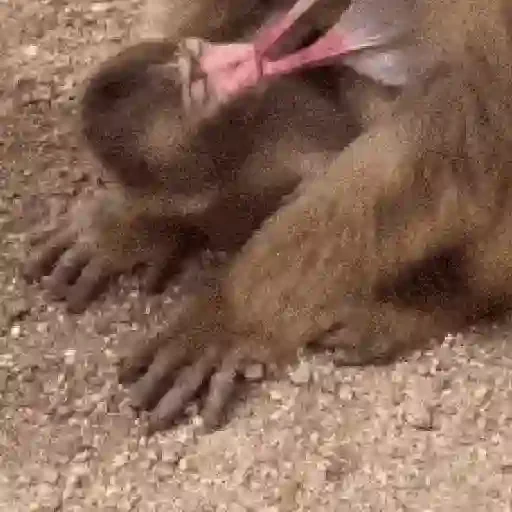 Figurinha de Monos y changuitos 🙈 para WhatsApp (6 de 24)