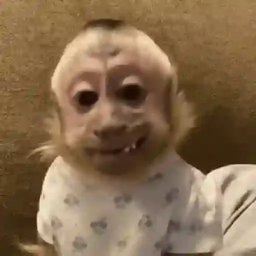 Figurinha de Monos y changuitos 🙈 para WhatsApp (7 de 24)