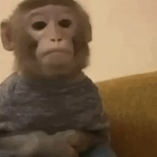 Figurinha de Monos y changuitos 🙈 para WhatsApp (9 de 24)