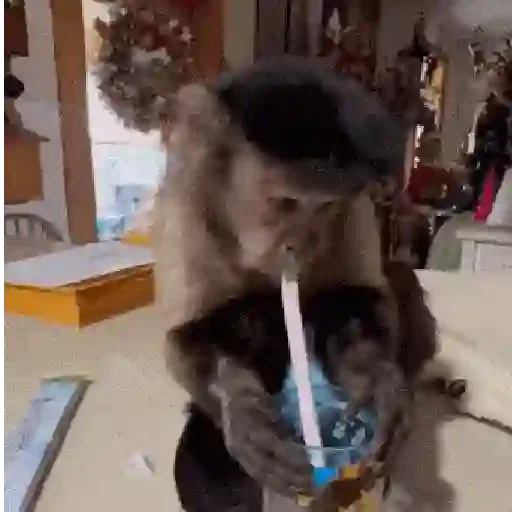 Figurinha de Monos y changuitos 🙈 para WhatsApp (12 de 24)