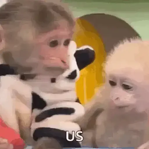 Figurinha de Monos y changuitos 🙈 para WhatsApp (16 de 24)
