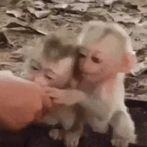 Figurinha de Monos y changuitos 🙈 para WhatsApp (17 de 24)