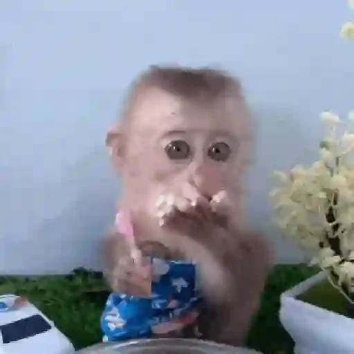 Figurinha de Monos y changuitos 🙈 para WhatsApp (19 de 24)