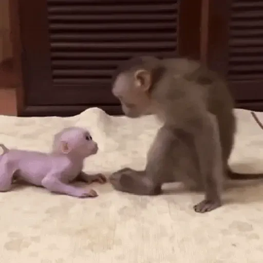 Figurinha de Monos y changuitos 🙈 para WhatsApp (20 de 24)