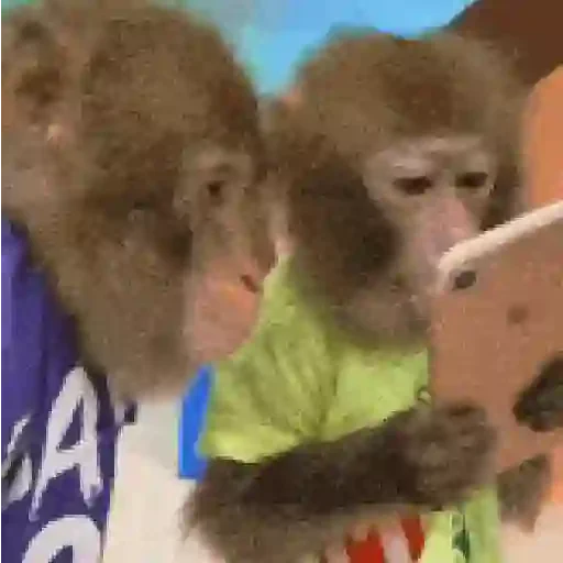 Figurinha de Monos y changuitos 🙈 para WhatsApp (21 de 24)