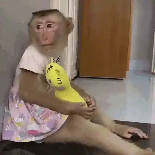 Figurinha de Monos y changuitos 🙈 para WhatsApp (22 de 24)