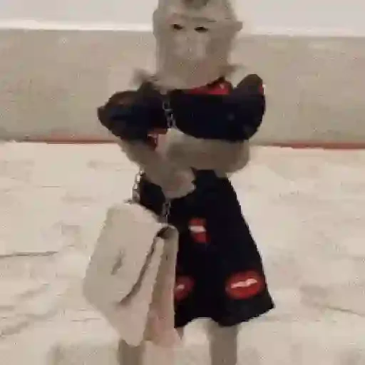 Figurinha de Monos y changuitos 🙈 para WhatsApp (23 de 24)