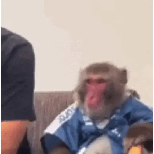 Figurinha de Monos y changuitos 🙈 para WhatsApp (24 de 24)