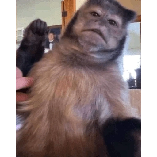Figurinha de monos (6 de 10)