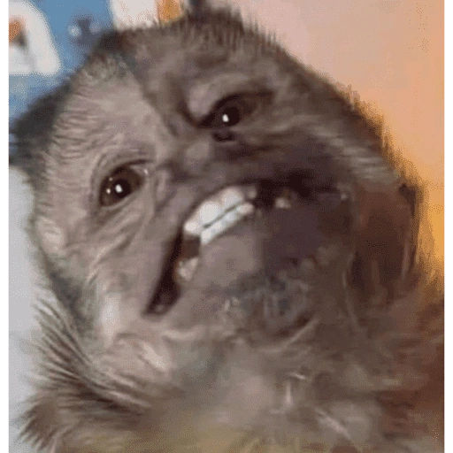 Figurinha de monos (9 de 10)
