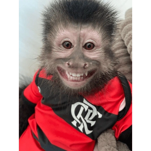 Figurinha de monos (10 de 10)
