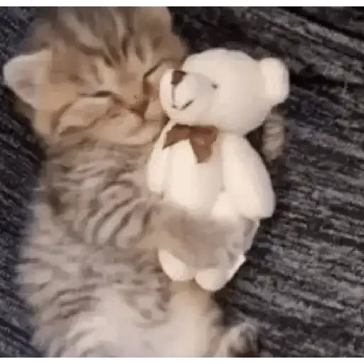 Figurinha de ցɑԵíԵօՏ 🐈🐈‍⬛ para WhatsApp (2 de 20)