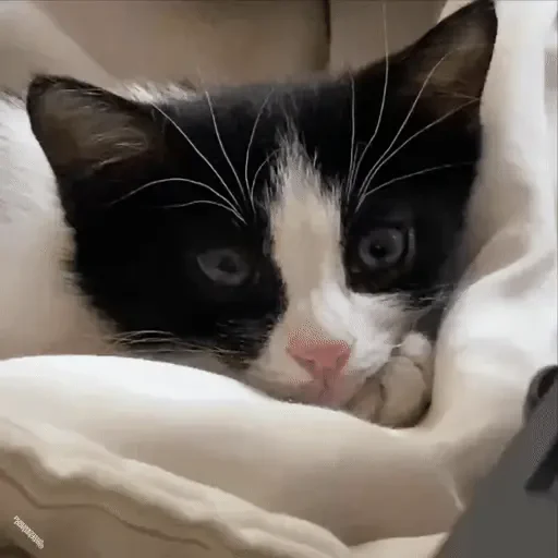 Figurinha de ցɑԵíԵօՏ 🐈🐈‍⬛ para WhatsApp (3 de 20)