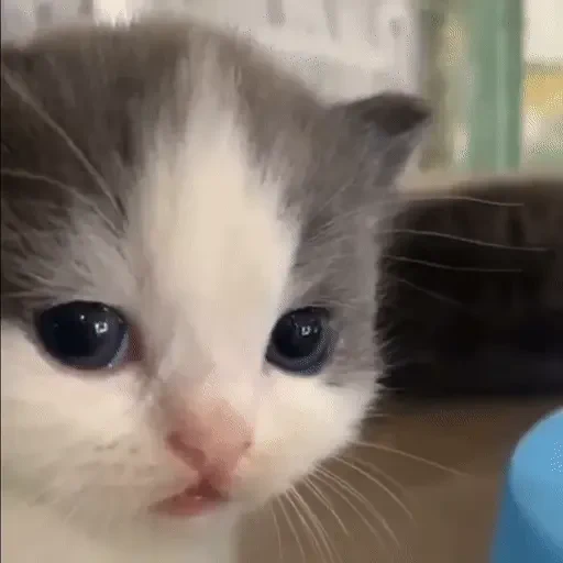 Figurinha de ցɑԵíԵօՏ 🐈🐈‍⬛ para WhatsApp (4 de 20)