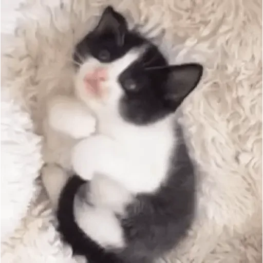 Figurinha de ցɑԵíԵօՏ 🐈🐈‍⬛ para WhatsApp (5 de 20)