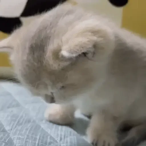 Figurinha de ցɑԵíԵօՏ 🐈🐈‍⬛ para WhatsApp (6 de 20)