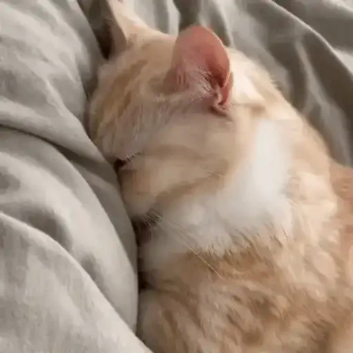 Figurinha de ցɑԵíԵօՏ 🐈🐈‍⬛ para WhatsApp (7 de 20)