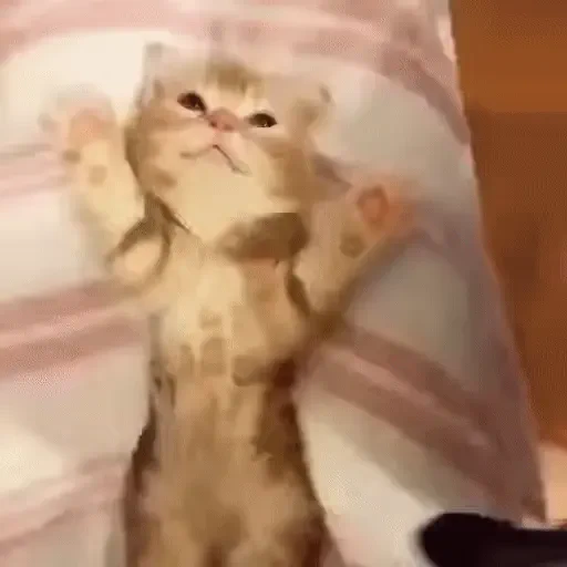 Figurinha de ցɑԵíԵօՏ 🐈🐈‍⬛ para WhatsApp (8 de 20)