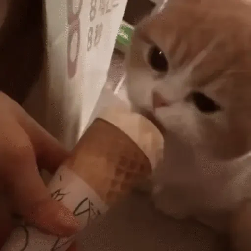 Figurinha de ցɑԵíԵօՏ 🐈🐈‍⬛ para WhatsApp (9 de 20)