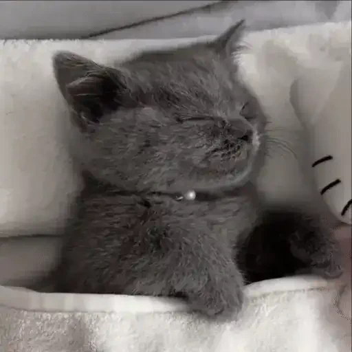 Figurinha de ցɑԵíԵօՏ 🐈🐈‍⬛ para WhatsApp (10 de 20)