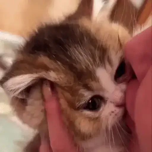 Figurinha de ցɑԵíԵօՏ 🐈🐈‍⬛ para WhatsApp (12 de 20)