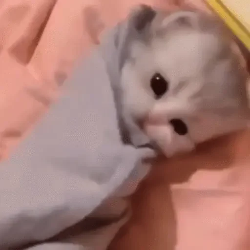 Figurinha de ցɑԵíԵօՏ 🐈🐈‍⬛ para WhatsApp (13 de 20)