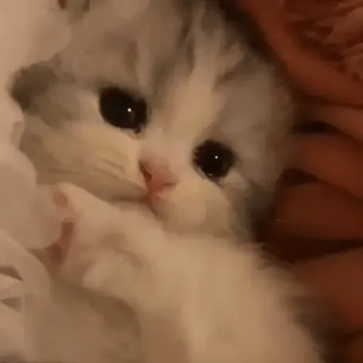 Figurinha de ցɑԵíԵօՏ 🐈🐈‍⬛ para WhatsApp (14 de 20)