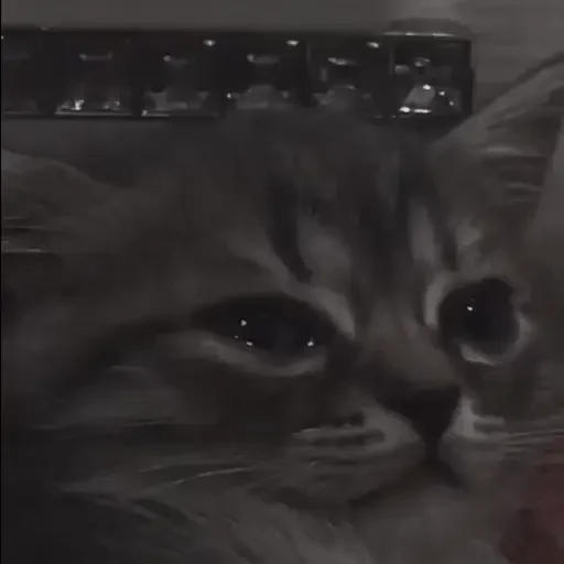 Figurinha de ցɑԵíԵօՏ 🐈🐈‍⬛ para WhatsApp (15 de 20)