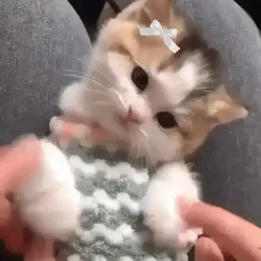 Figurinha de ցɑԵíԵօՏ 🐈🐈‍⬛ para WhatsApp (17 de 20)