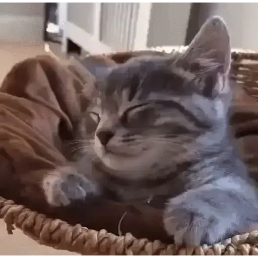 Figurinha de ցɑԵíԵօՏ 🐈🐈‍⬛ para WhatsApp (18 de 20)