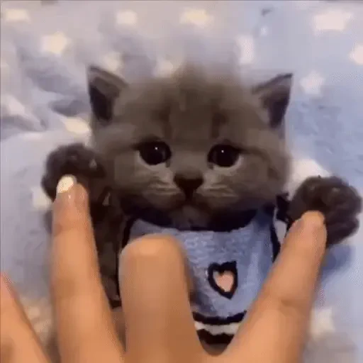 Figurinha de ցɑԵíԵօՏ 🐈🐈‍⬛ para WhatsApp (20 de 20)