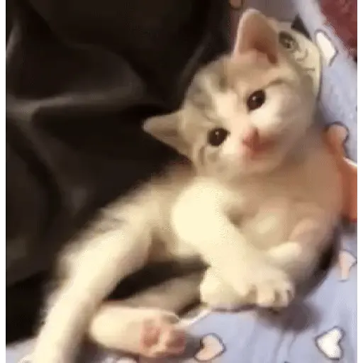 Figurinhas de ցɑԵíԵօՏ 🐈🐈‍⬛ para WhatsApp
