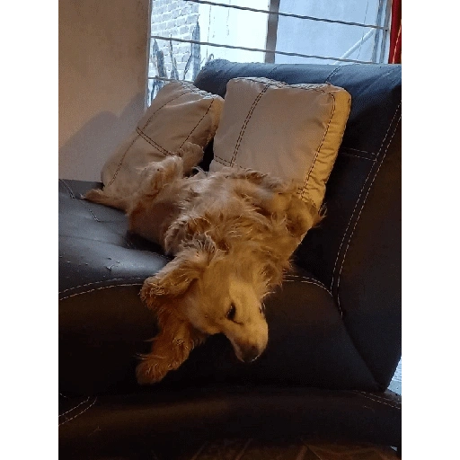 Figurinha de Perritos bonitos 😍 para WhatsApp (1 de 18)