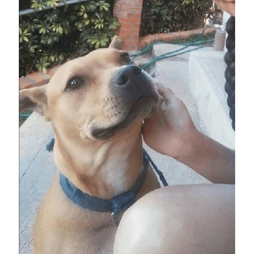 Figurinha de Perritos bonitos 😍 para WhatsApp (2 de 18)